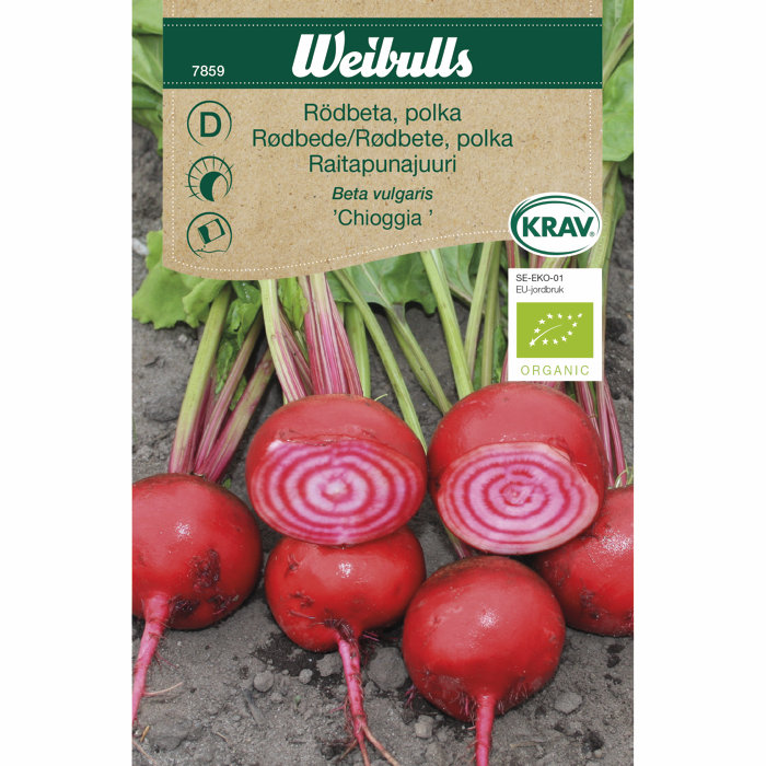 Rødbete polka økologisk - Chioggia
